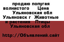 продаю попугая волнистого . › Цена ­ 1 500 - Ульяновская обл., Ульяновск г. Животные и растения » Птицы   . Ульяновская обл.